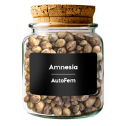 Amnesia AutoFem