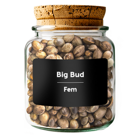 BIG BUD Fem