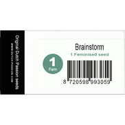 Brainstorm Fem
