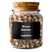 Bruce Banner AutoFem