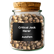 Critical Jack Herer AutoFem