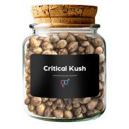 Critical Kush 