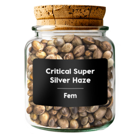 CRITICAL SUPER SILVER HAZE Fem
