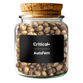 Critical+ AutoFem