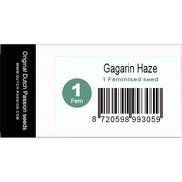 Gagarin Haze Fem