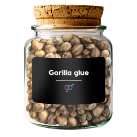 Gorilla Glue 