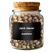 Jack Herer AutoFem